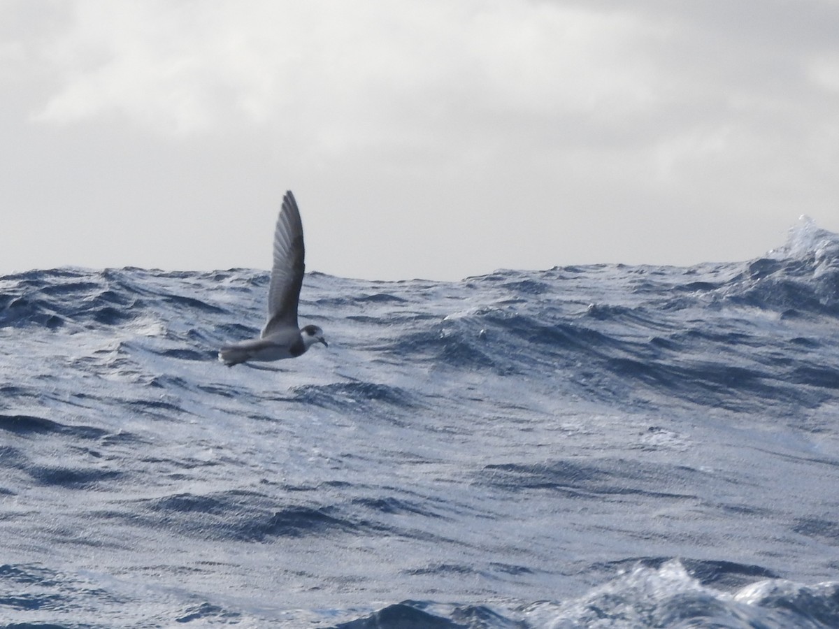 Blue Petrel - ML638582391