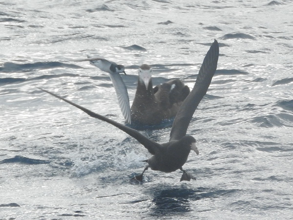 Blue Petrel - ML638582392