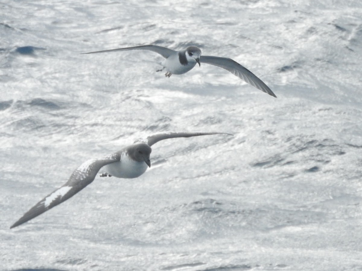 Blue Petrel - ML638582393