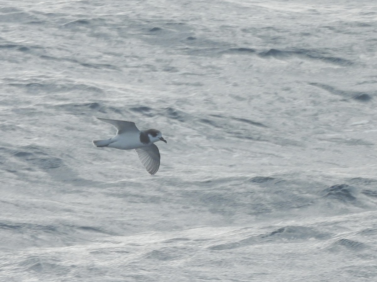 Blue Petrel - ML638582396