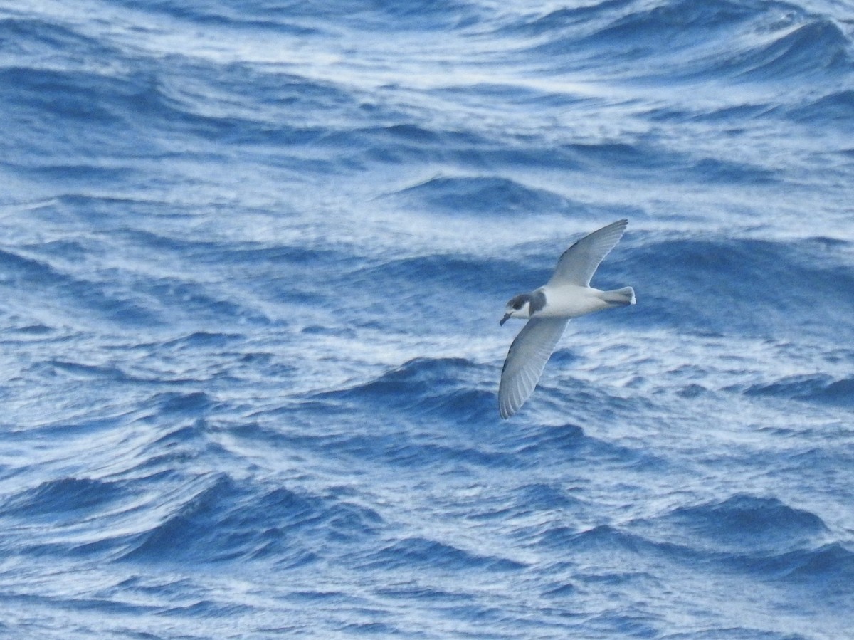 Blue Petrel - ML638582397