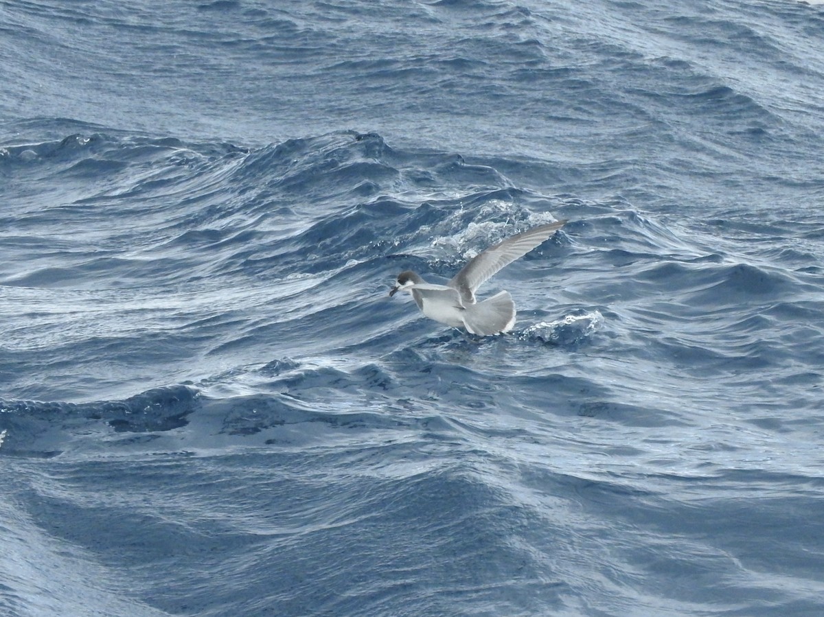 Blue Petrel - ML638582398
