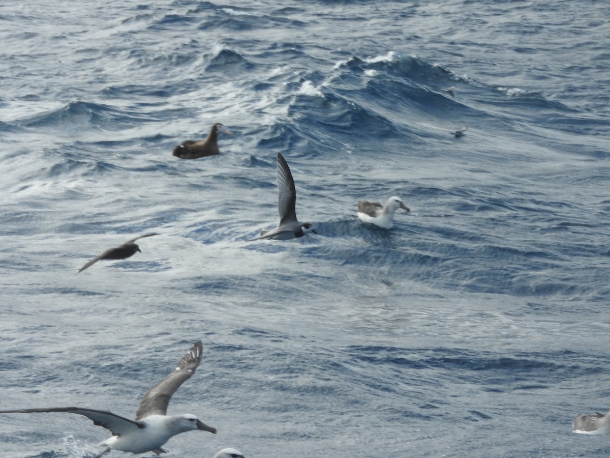 Blue Petrel - ML638582399