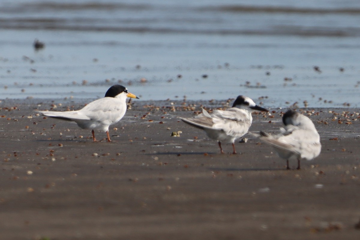 Little Tern - ML638582400