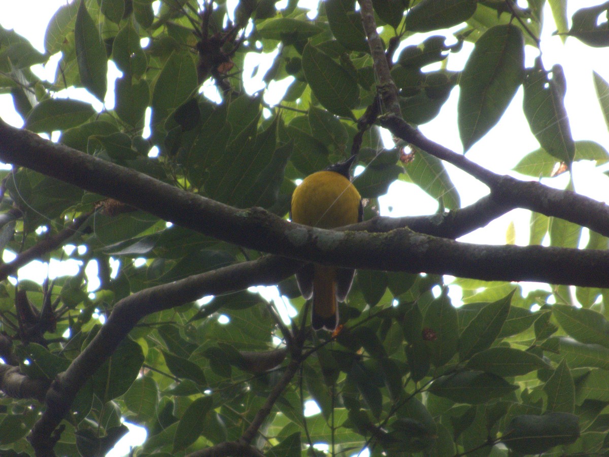White-starred Robin - ML638582403