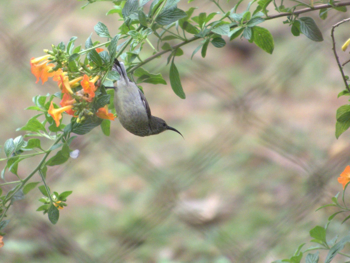 Eastern Miombo Sunbird - ML638582410