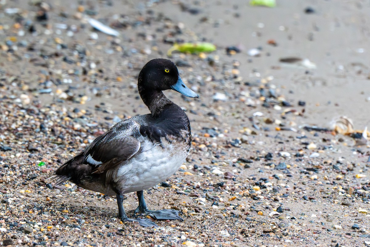 Greater Scaup - ML638582412