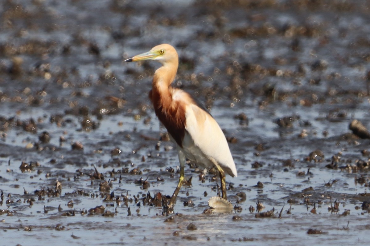 Javan Pond-Heron - ML638582415