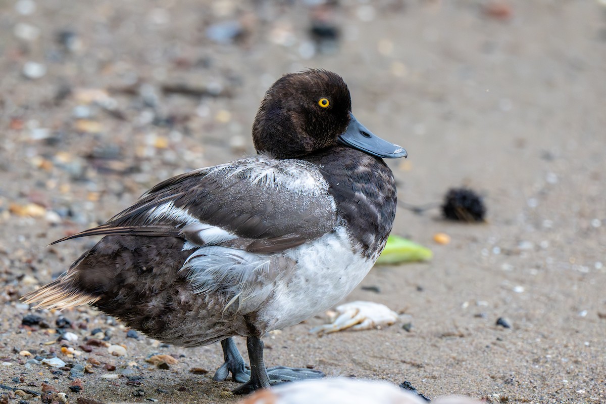 Lesser Scaup - ML638582417