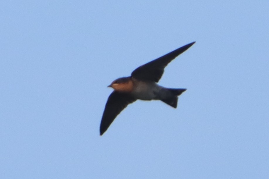 Pacific Swallow - ML638582419