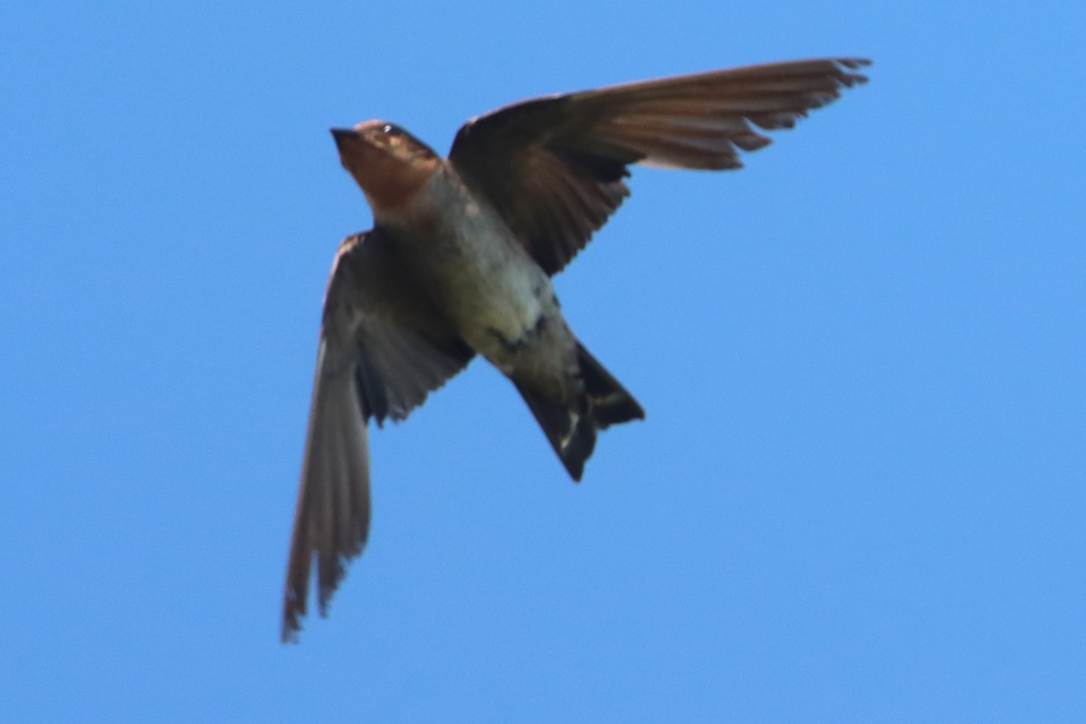Pacific Swallow - ML638582420