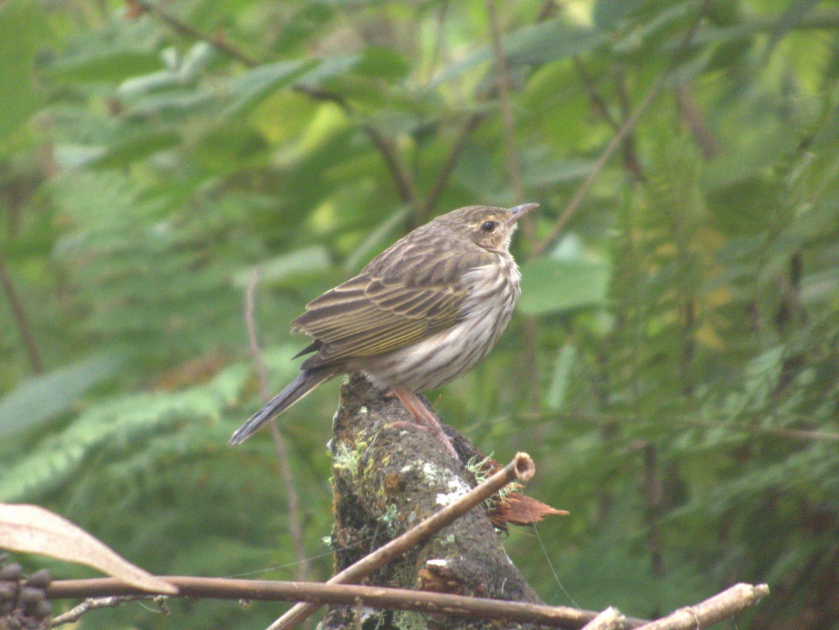 Striped Pipit - ML638582430