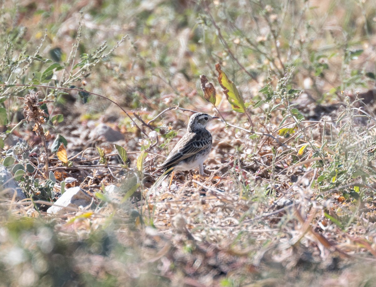 Australian Pipit - ML638582432