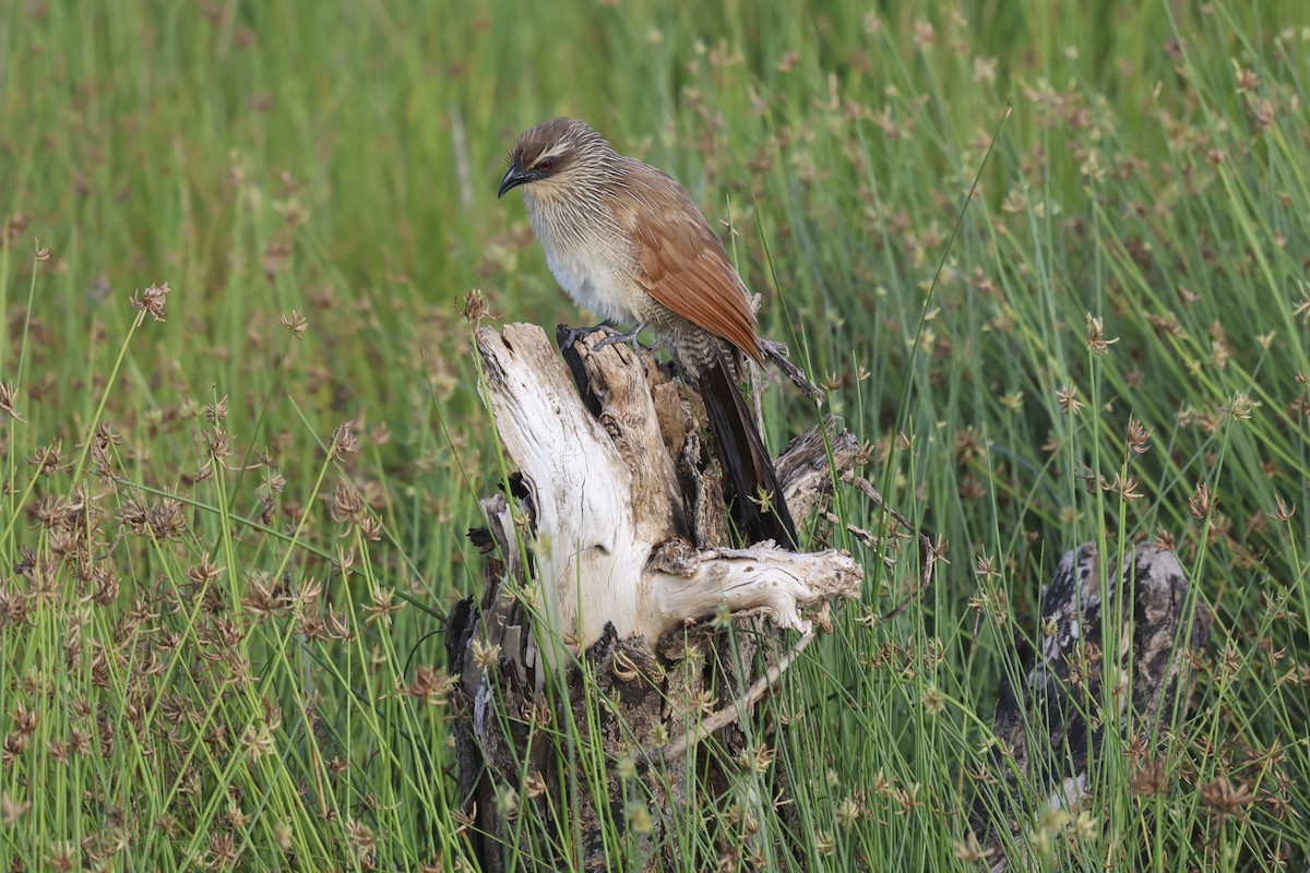 White-browed Coucal - ML638582470