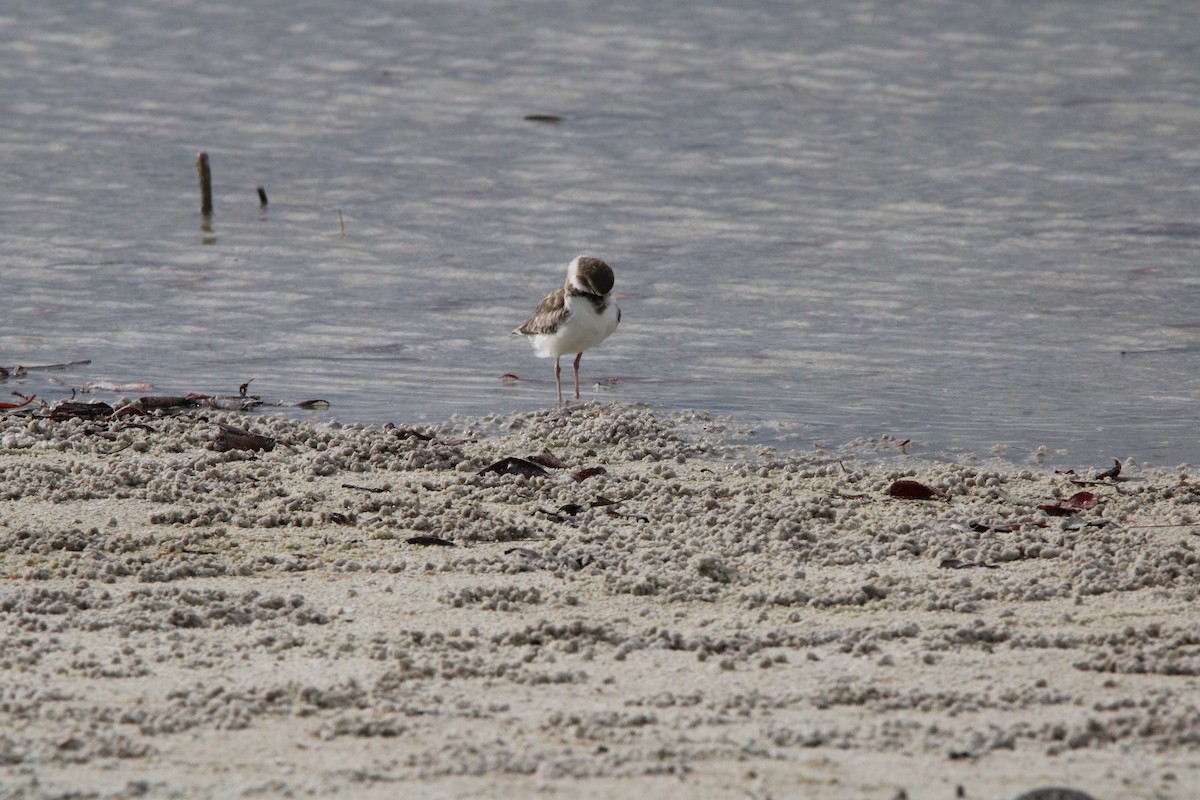 Wilson's Plover - ML638582490