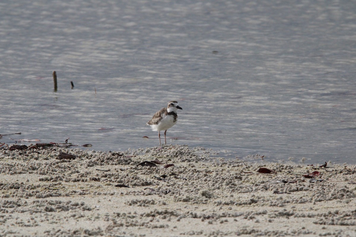 Wilson's Plover - ML638582491