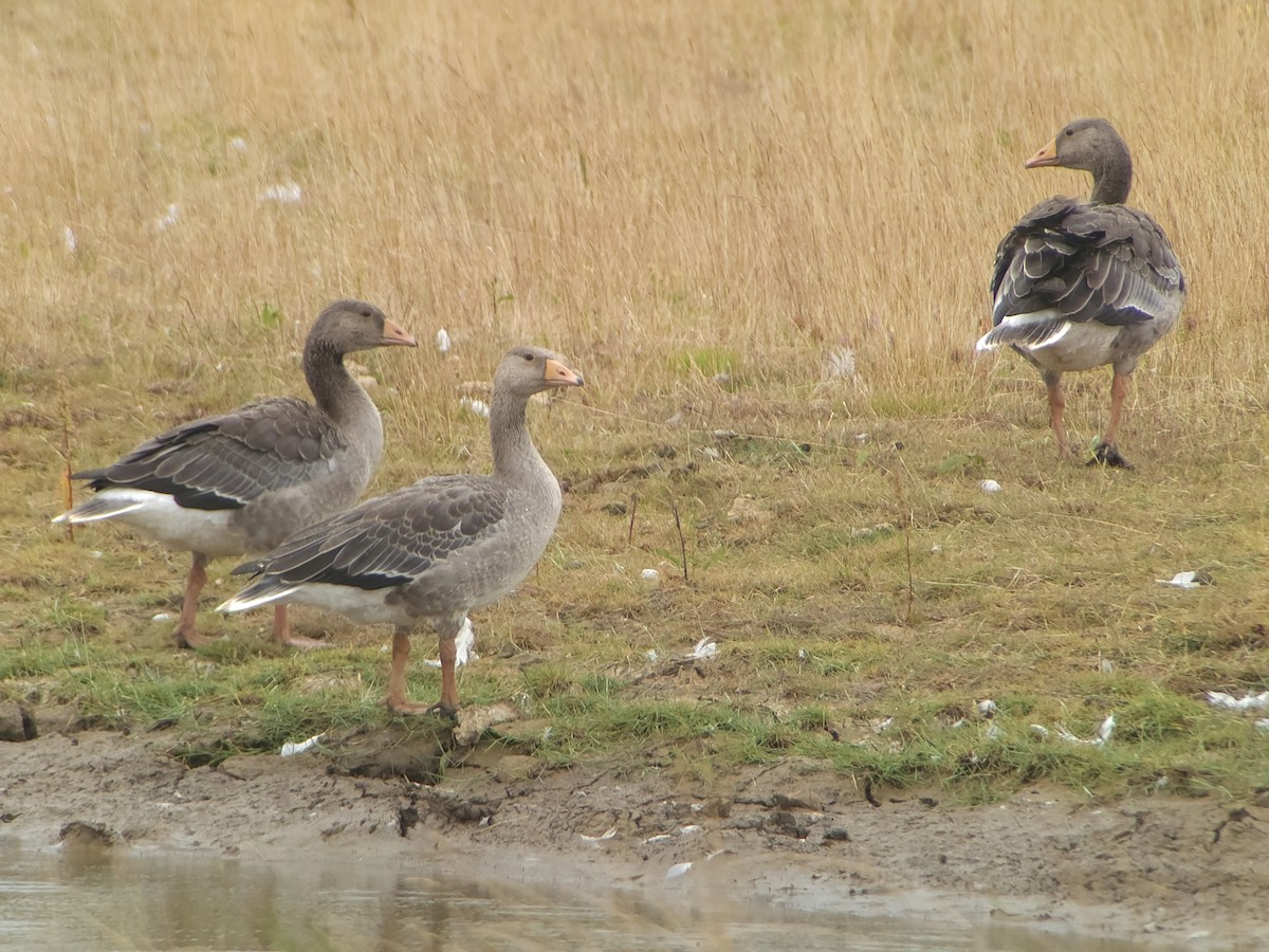Graylag Goose - ML638582514