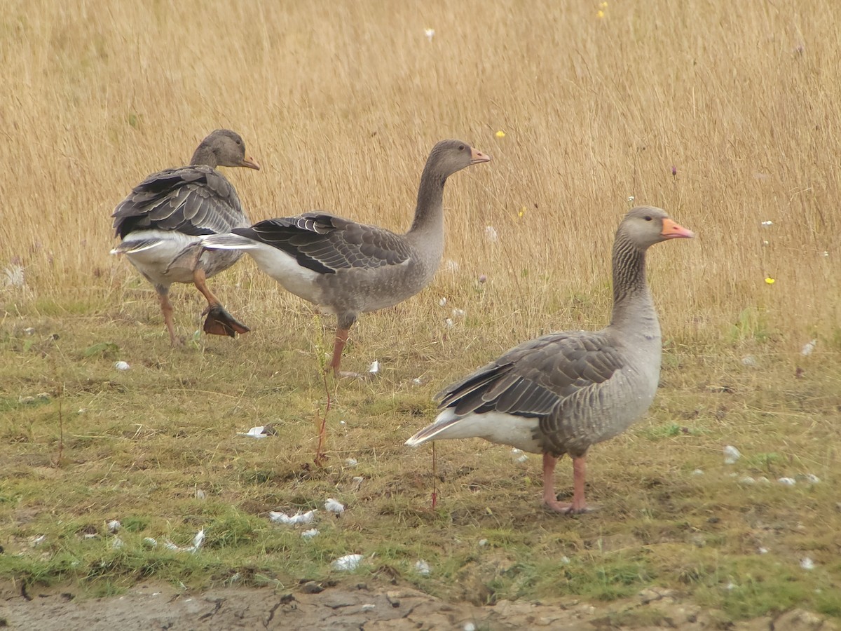Graylag Goose - ML638582515