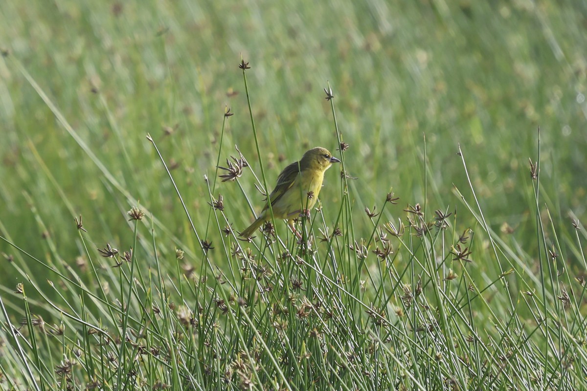 Taveta Golden-Weaver - ML638582531