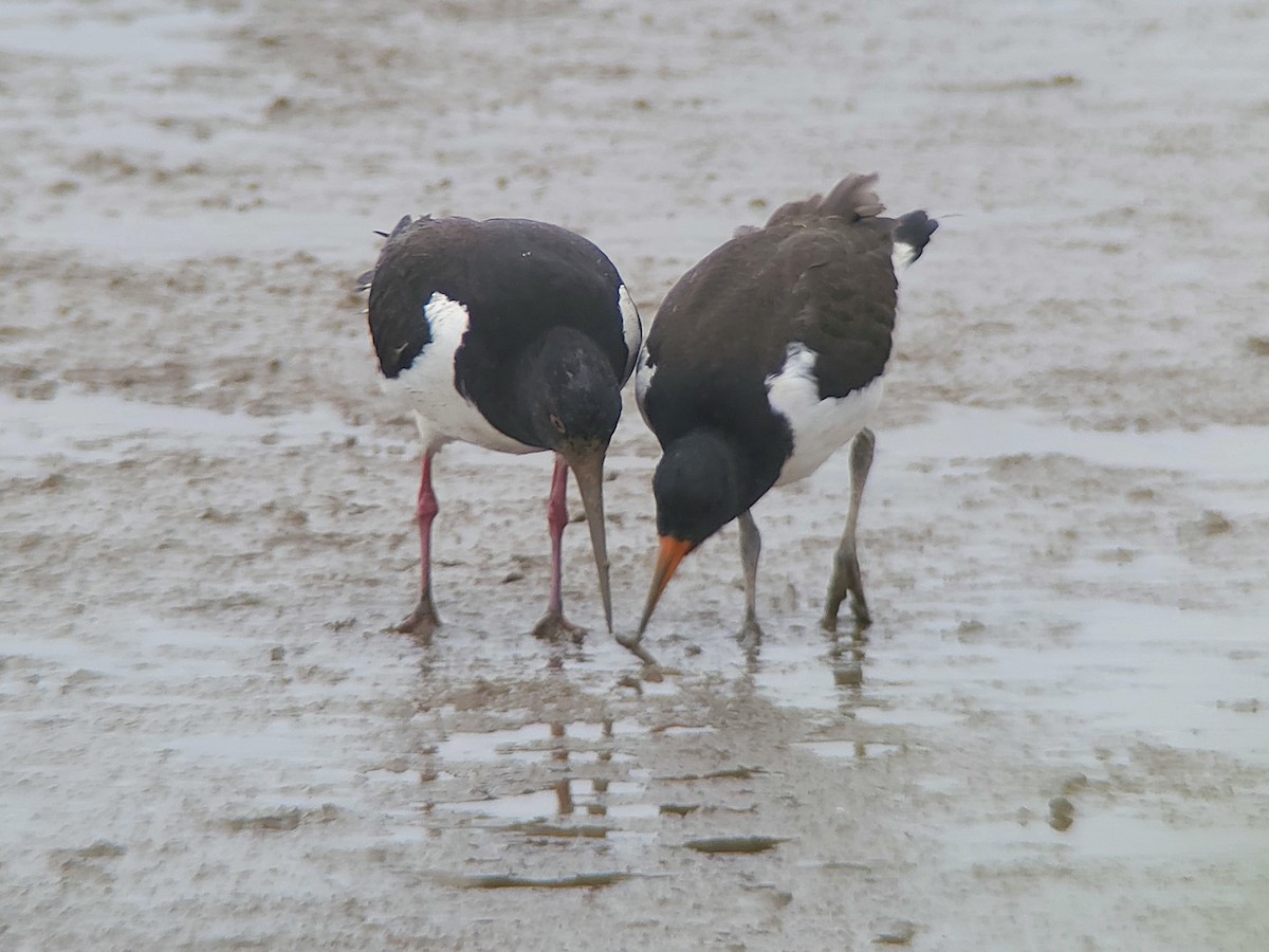 蠣鴴(ostralegus/longipes) - ML638582539