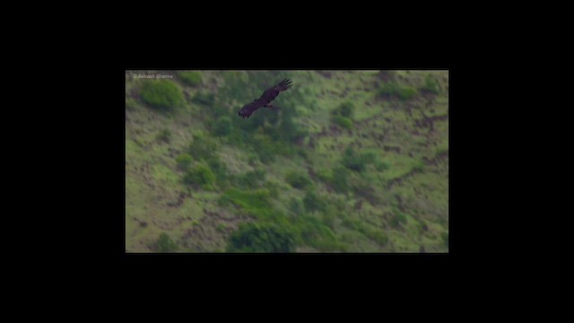 Black Eagle - ML638582544