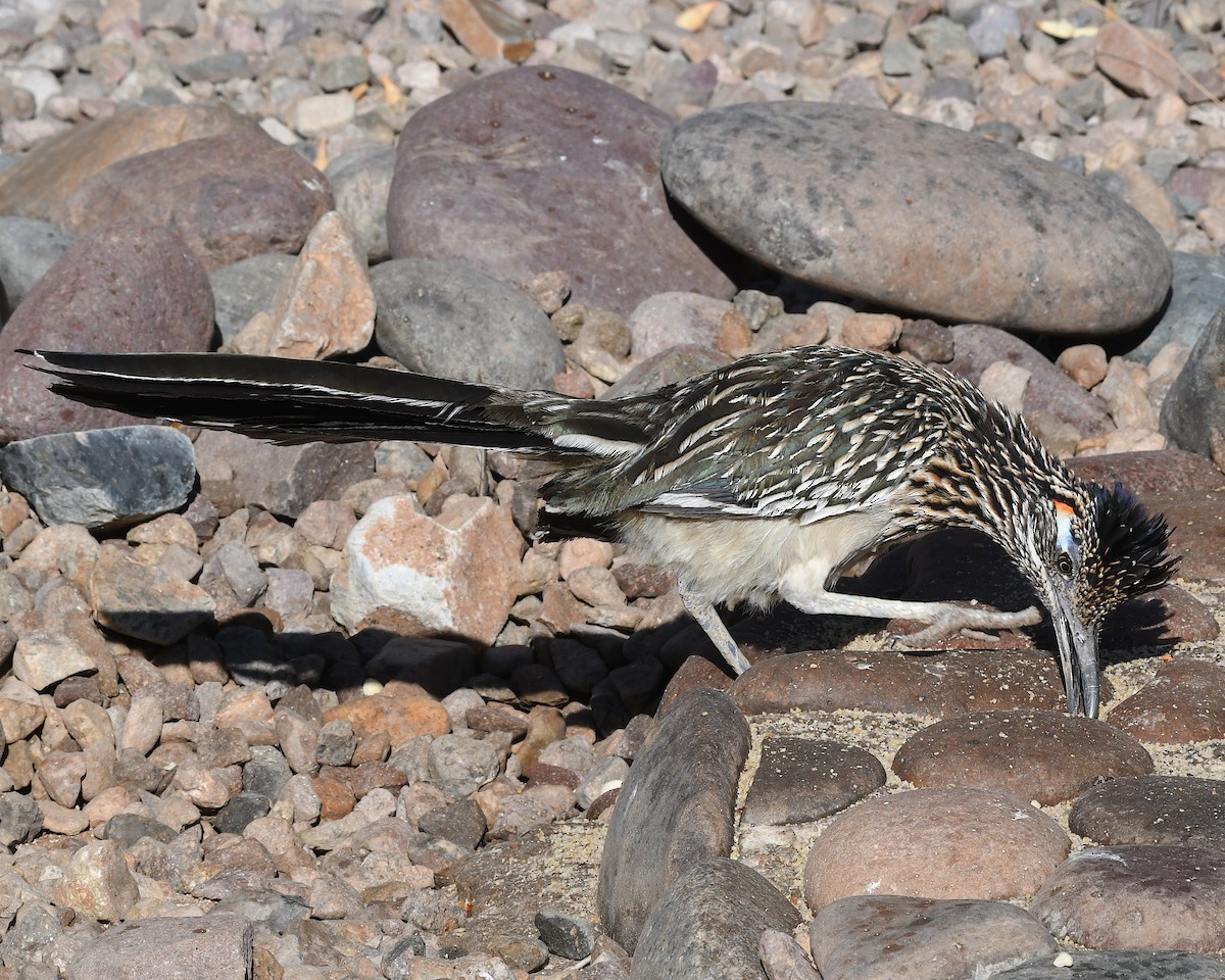 Greater Roadrunner - ML638582577