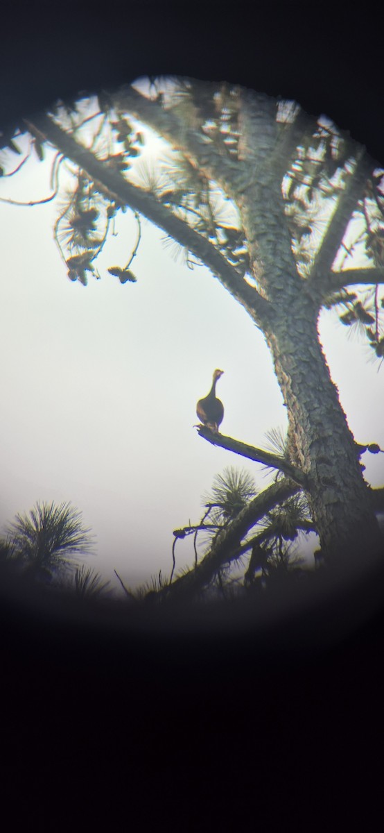 Black-bellied Whistling-Duck - ML638582580