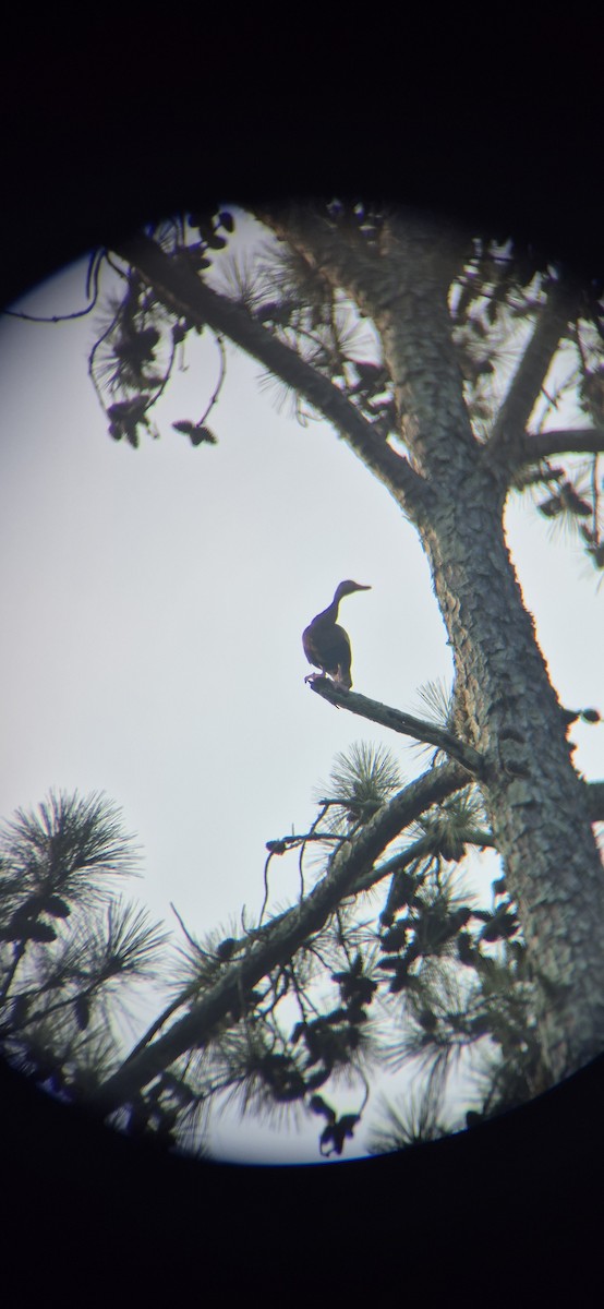 Black-bellied Whistling-Duck - ML638582581