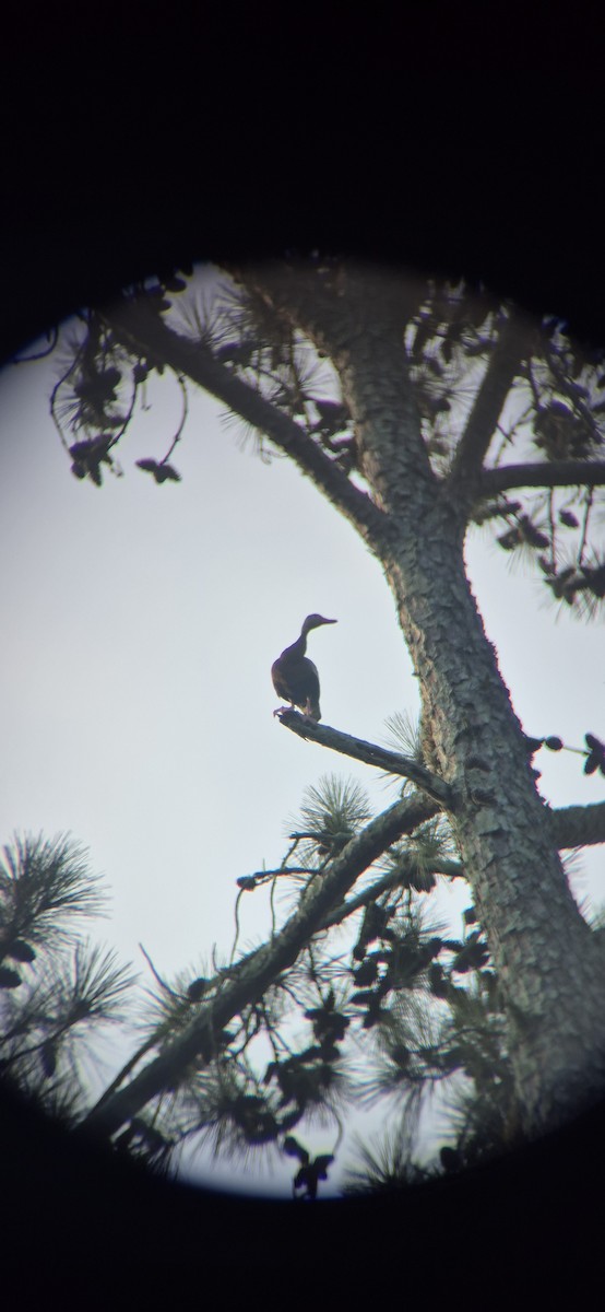 Black-bellied Whistling-Duck - ML638582582