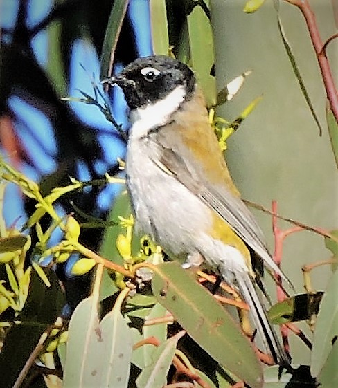 Black-headed Honeyeater - ML638582584