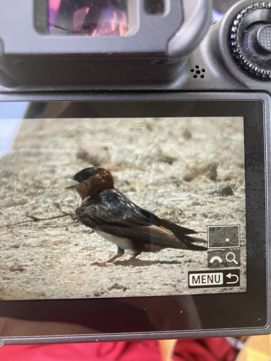 Cave Swallow - ML638582585