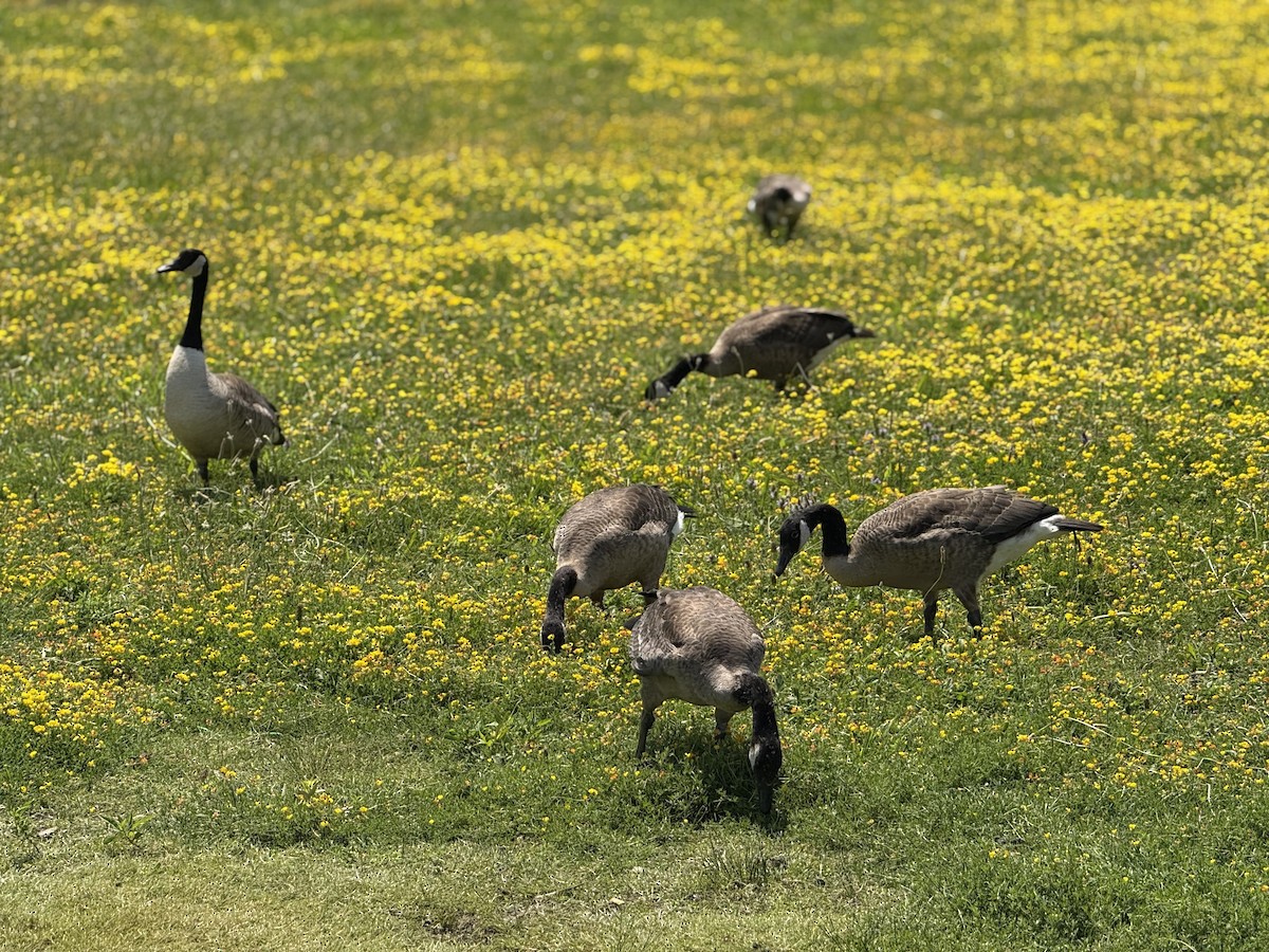 Canada Goose - ML638582586