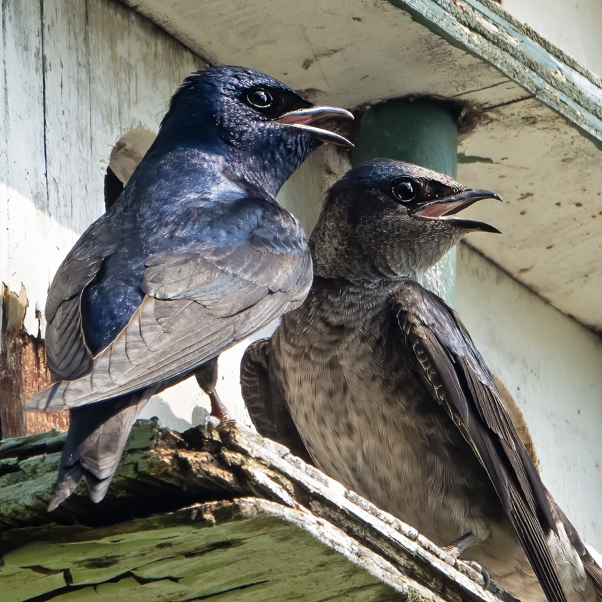Purple Martin - ML638582591