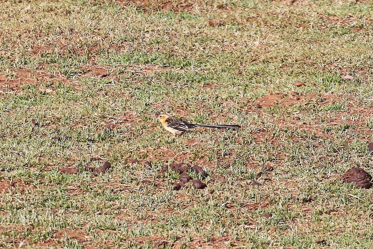 Western Yellow Wagtail - ML638582593