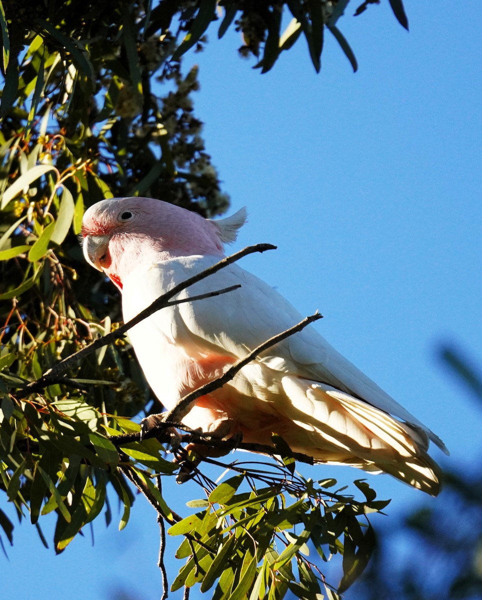 Pink Cockatoo - ML638582597