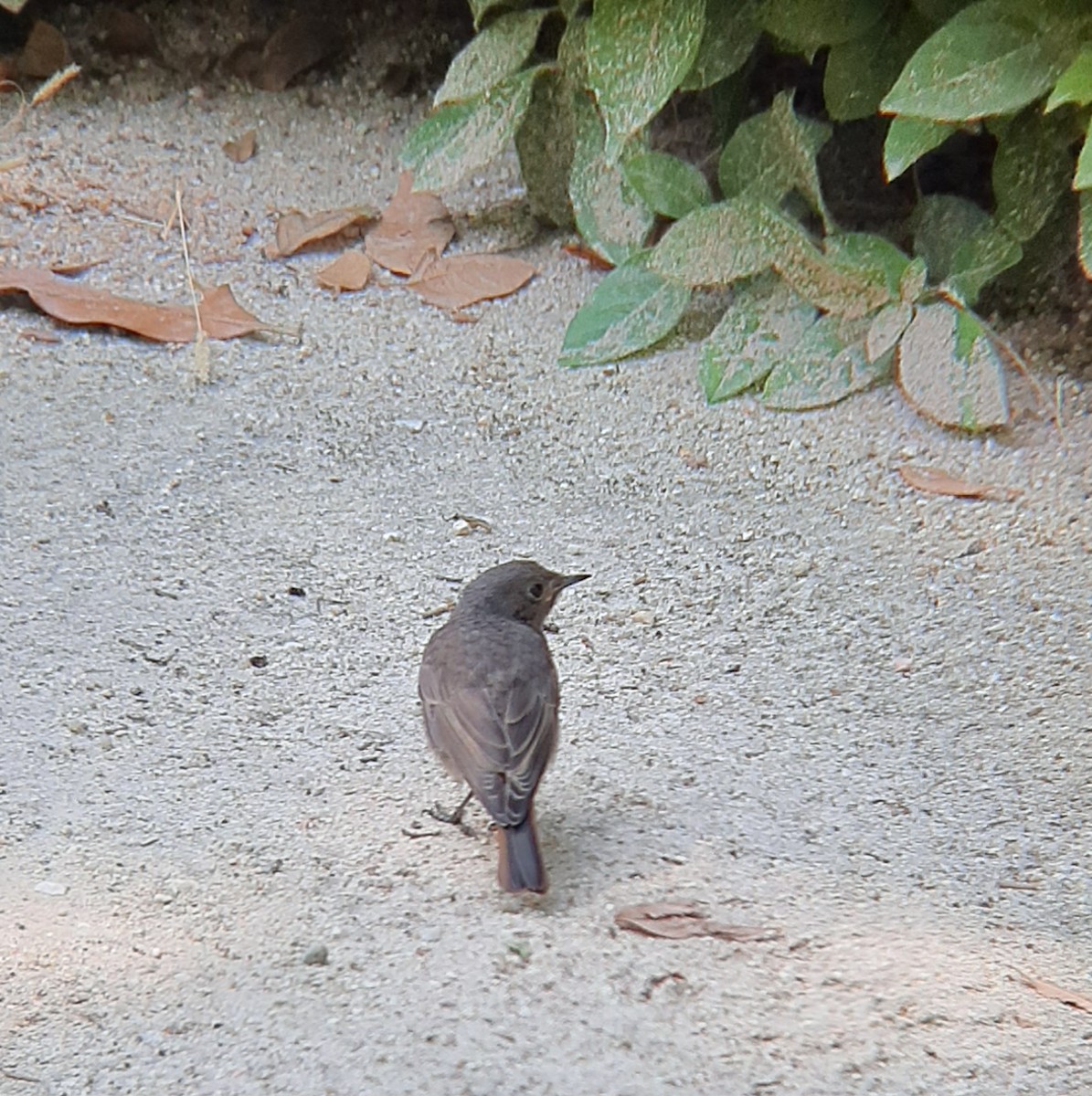 Black Redstart - ML638582598