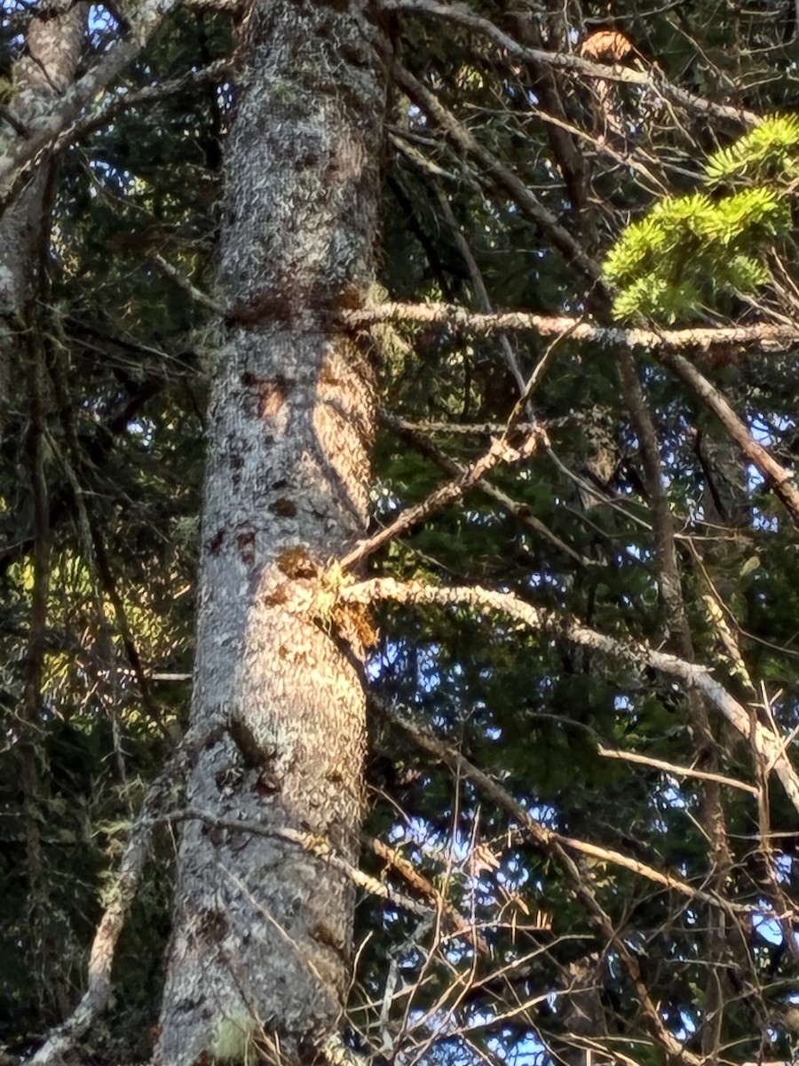Red-breasted Nuthatch - ML638582599