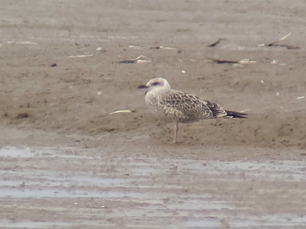 Yellow-legged Gull (michahellis) - ML638582602