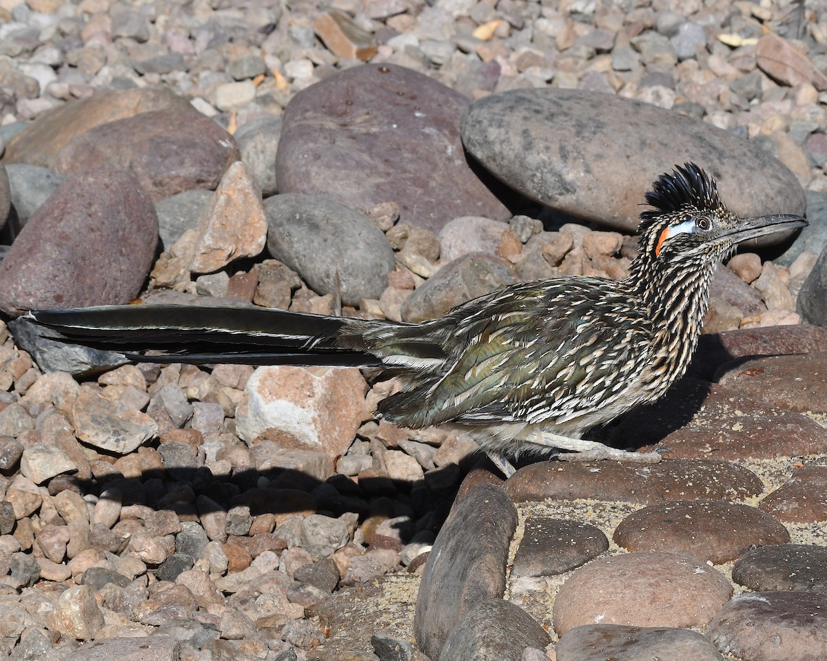 Greater Roadrunner - ML638582603