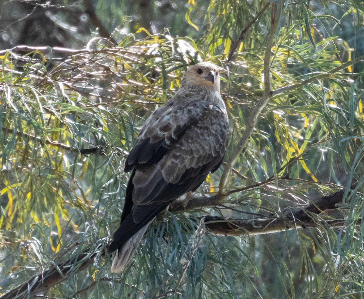 Whistling Kite - ML638582604