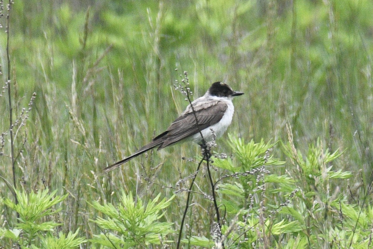 Fork-tailed Flycatcher - ML638582610