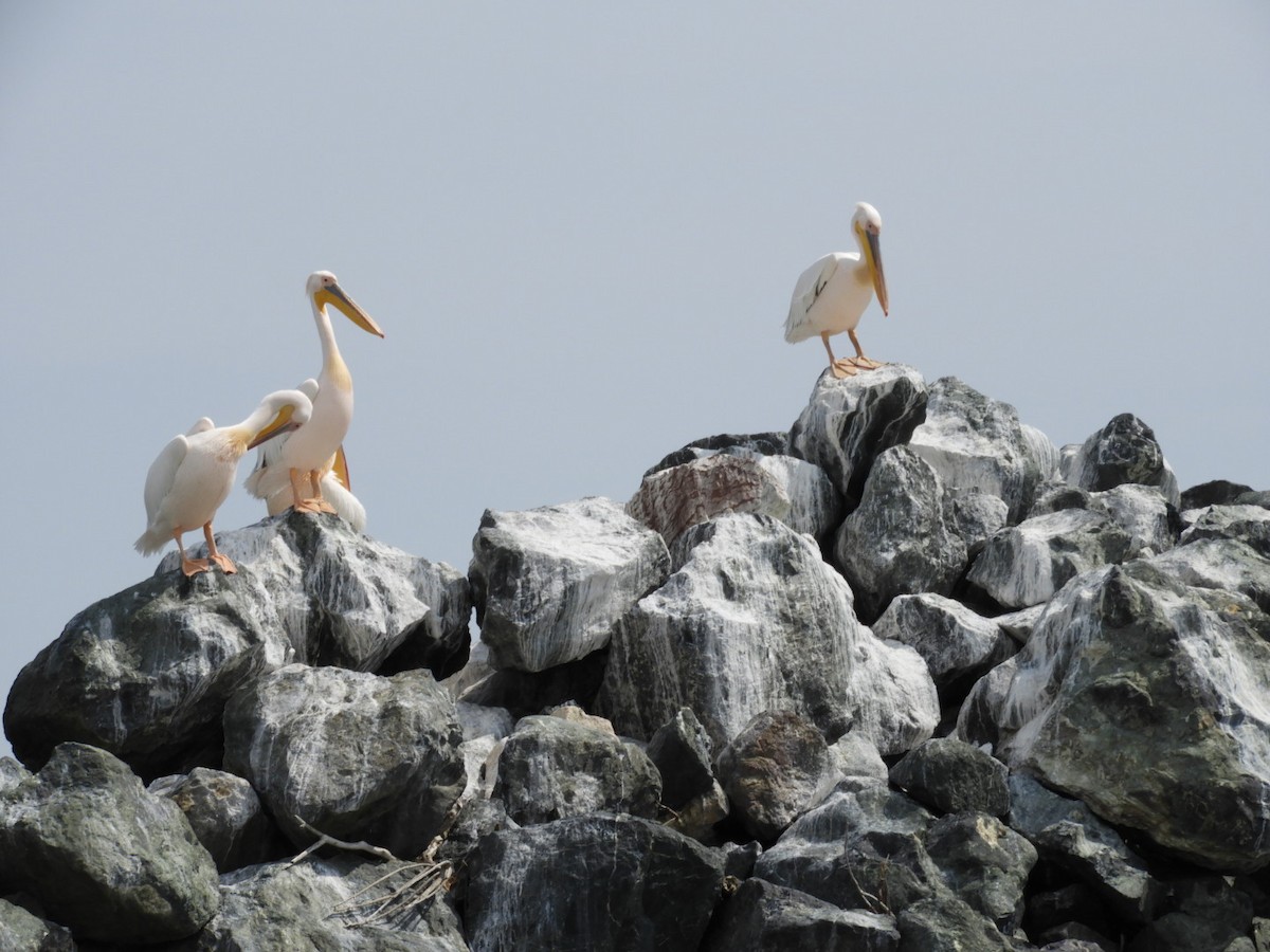 Great White Pelican - ML638582611