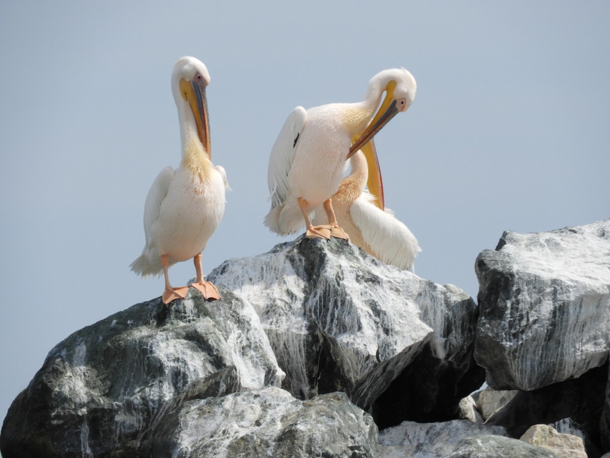 Great White Pelican - ML638582612