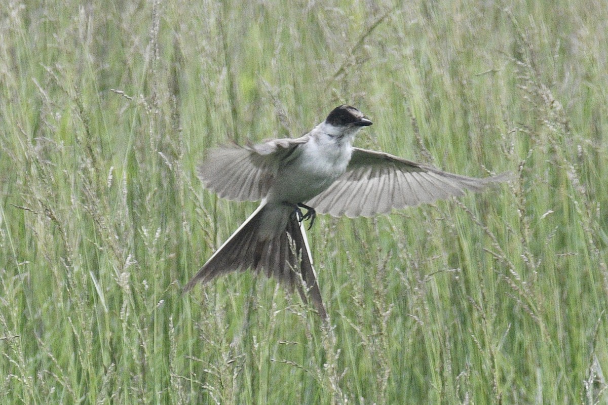 Fork-tailed Flycatcher - ML638582613