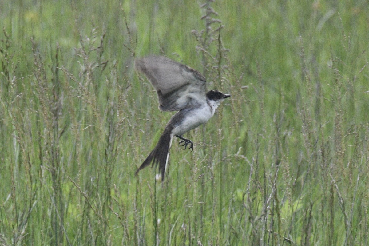 Fork-tailed Flycatcher - ML638582614