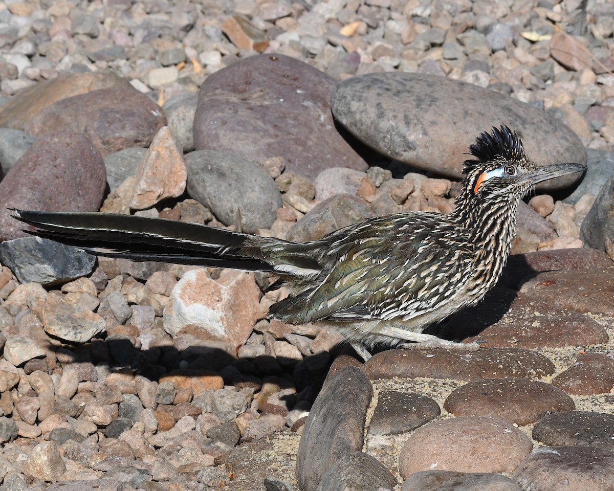 Greater Roadrunner - ML638582618