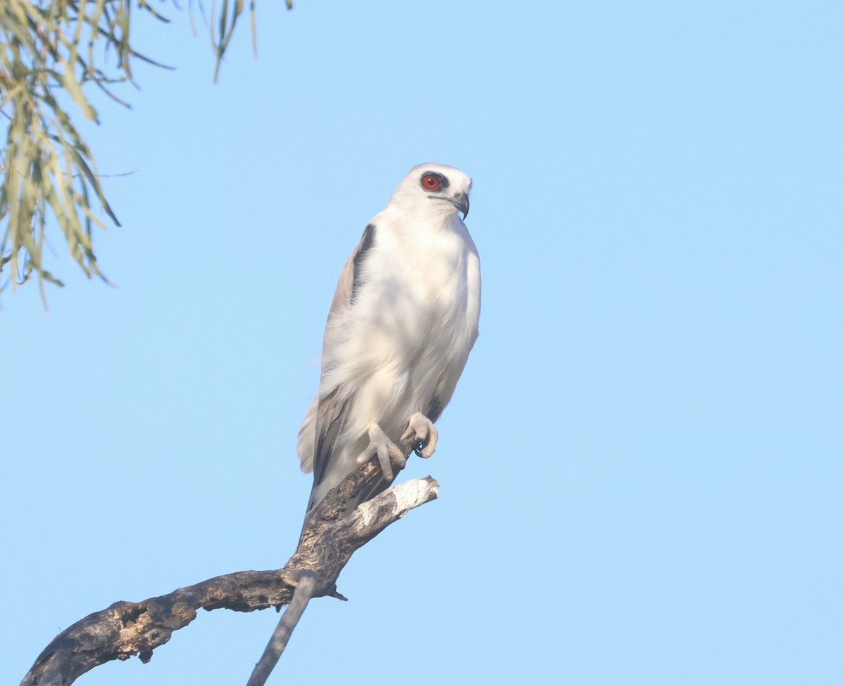 Letter-winged Kite - ML638582624