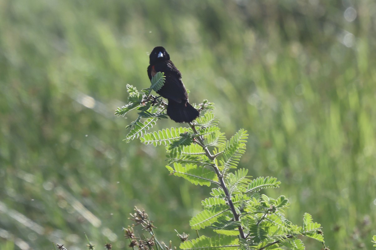 Fan-tailed Widowbird - ML638582666