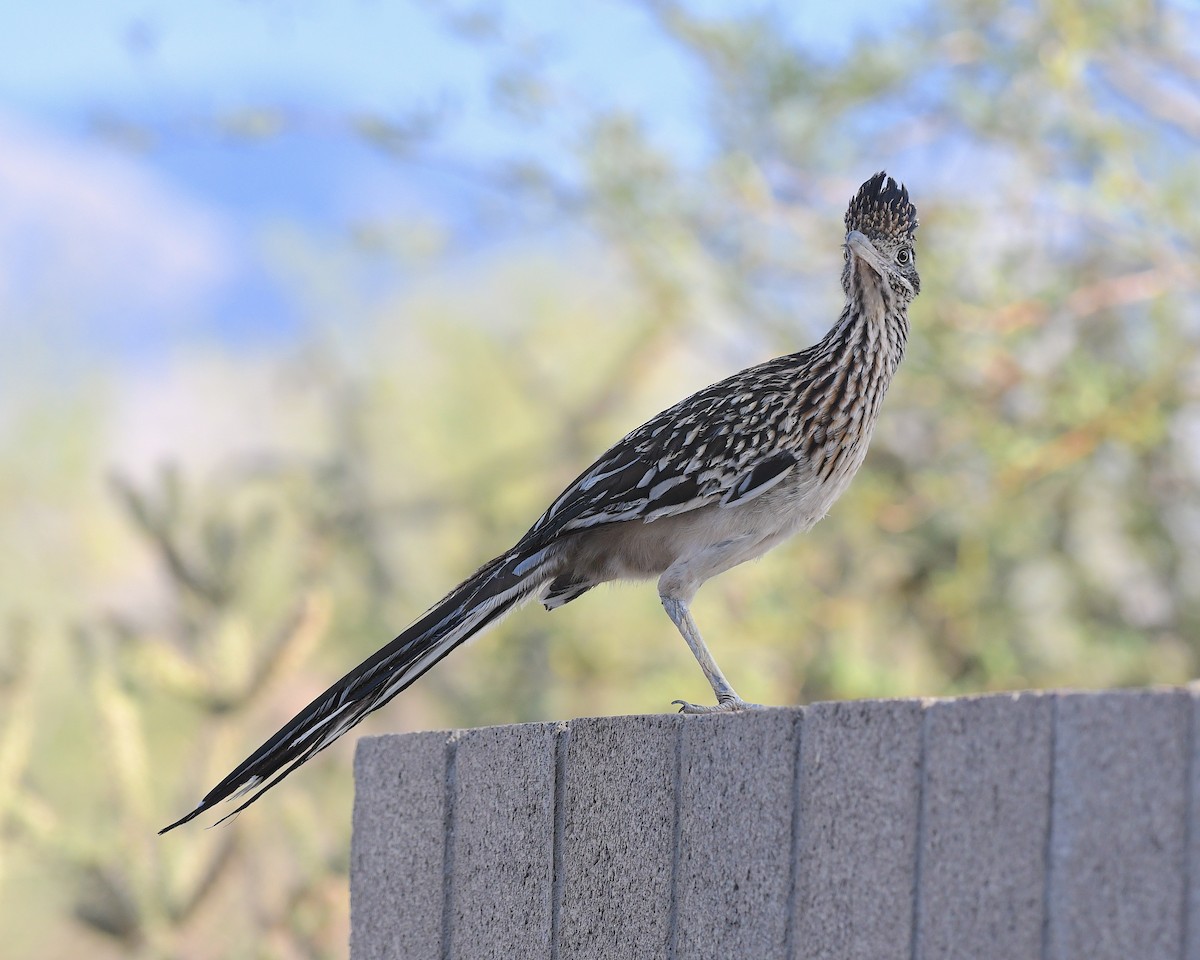 Greater Roadrunner - ML638582684