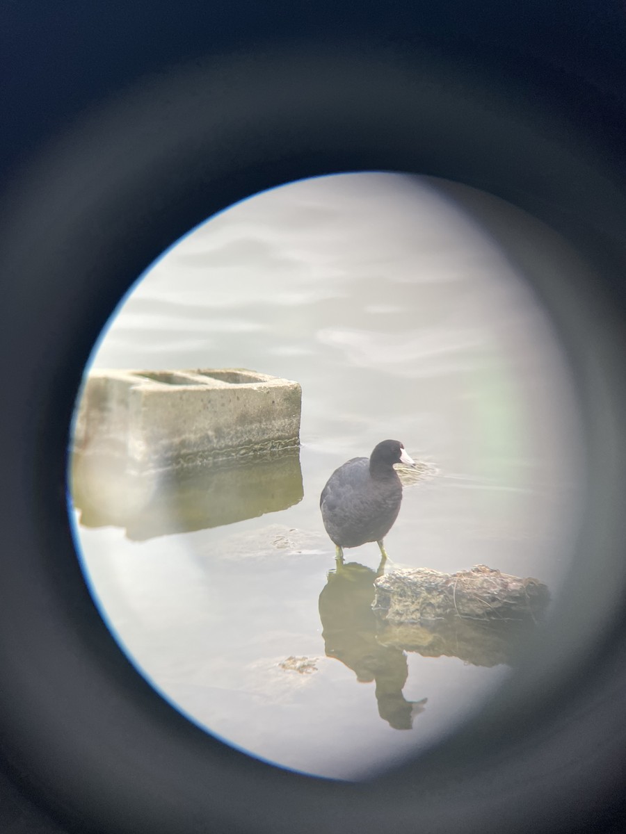 American Coot - ML638582700